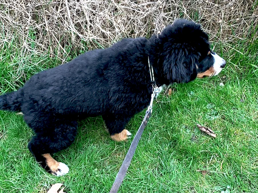 Bo the puppy going on her fixed patch of grass. Every time it happens there is a repetition that counts.
