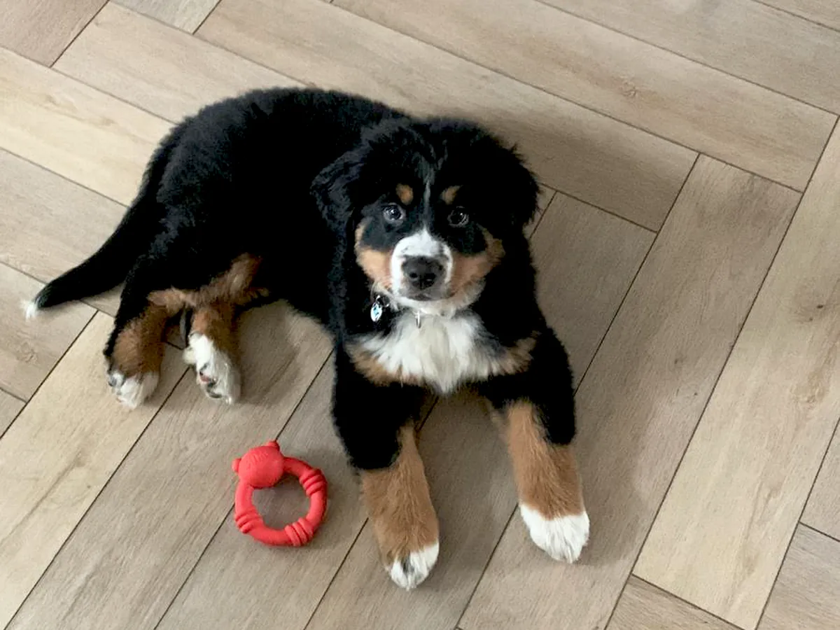 Pup Bo, een berner sennen. Juist bij een hond die zo groot wordt, let je op wat zijn gewrichten aankunnen.