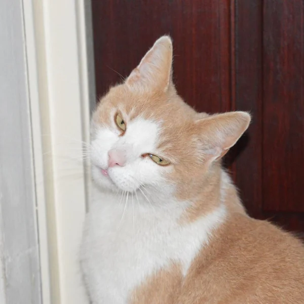 Binky