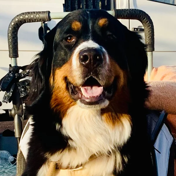 Bo