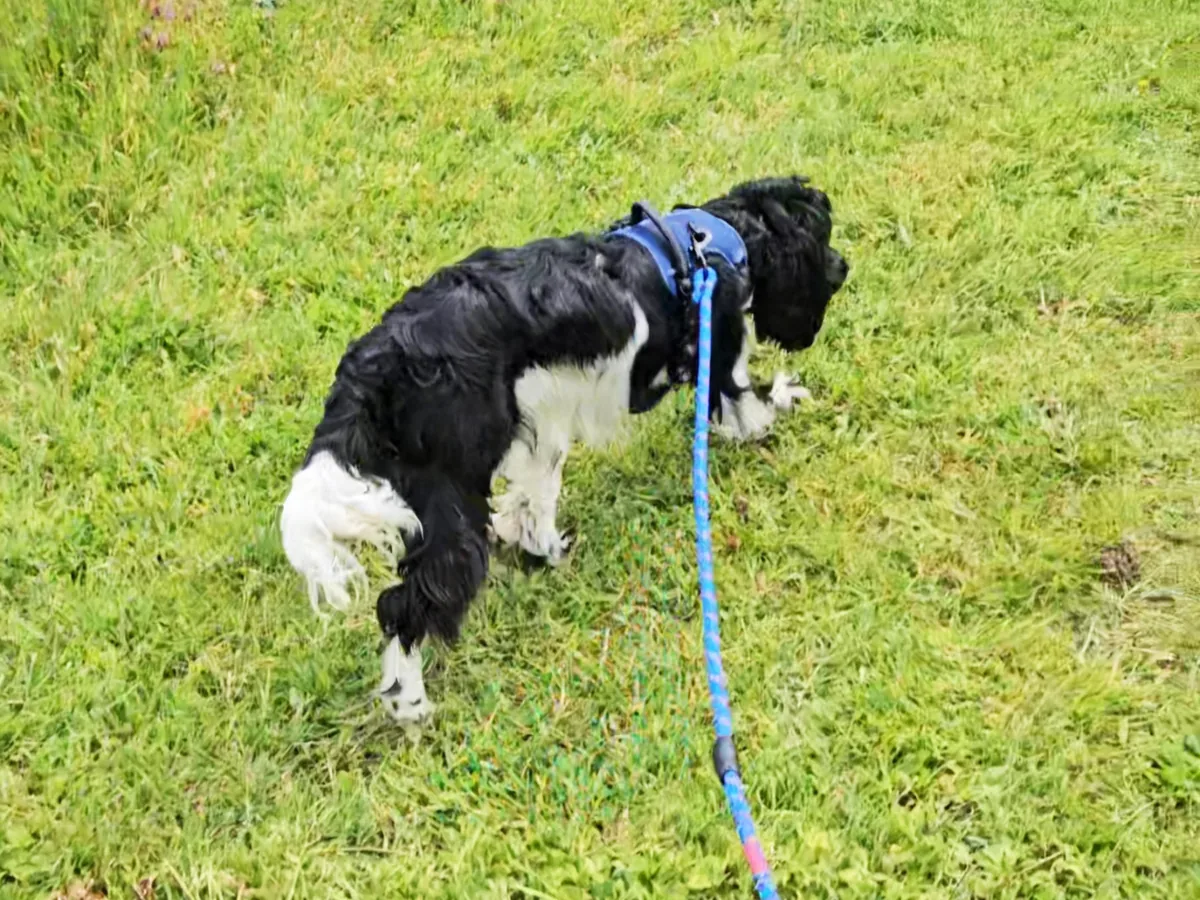 Coco doing her business outside. Every time it happens outside, that is a repetition that counts.
