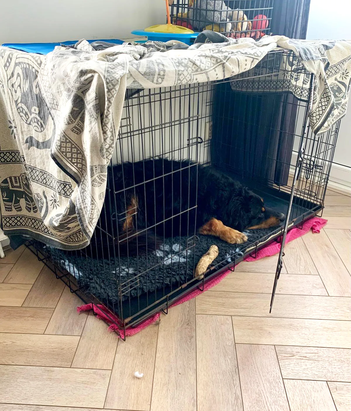 Zowie, hier neun Jahre alt, in ihrer Box mit offener Tür. So konnte sie selbst hinein und hinaus.