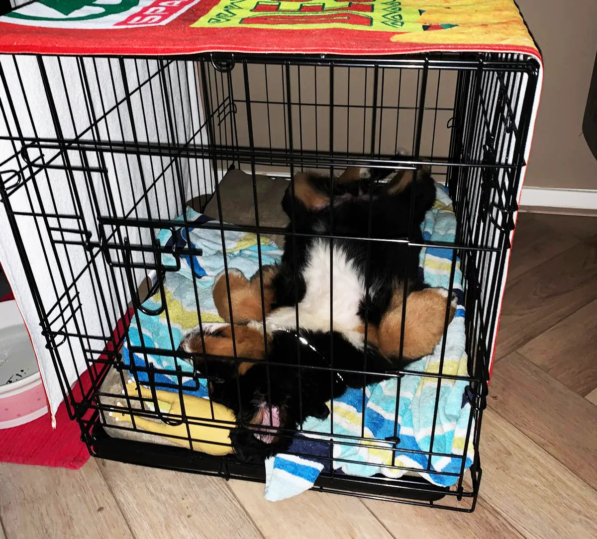 Pup Bo, die lekker op haar rug ligt te slapen in haar bench.
