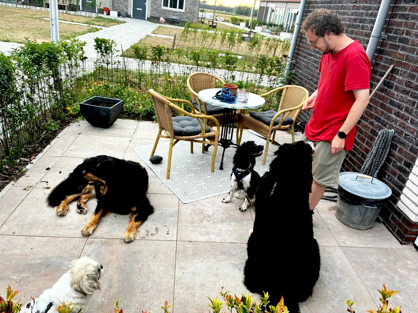 Zowie, Lissy, Coco and Bo out on the terrace. Four dogs with very different pasts, and each of them got here at their own pace.